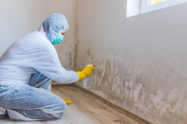 Licensed Basement Mold Remediation service in Georgetown, CO - Car Mold Remediation