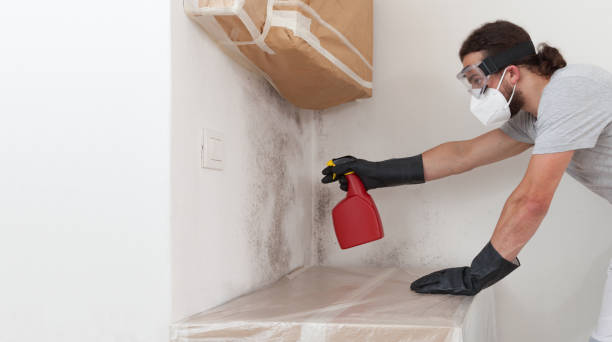 Professional Basement Mold Remediation technician working in Georgetown, CO
