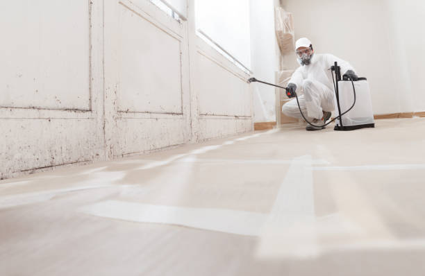24/7 Emergency Basement Mold Remediation experts in Georgetown, CO