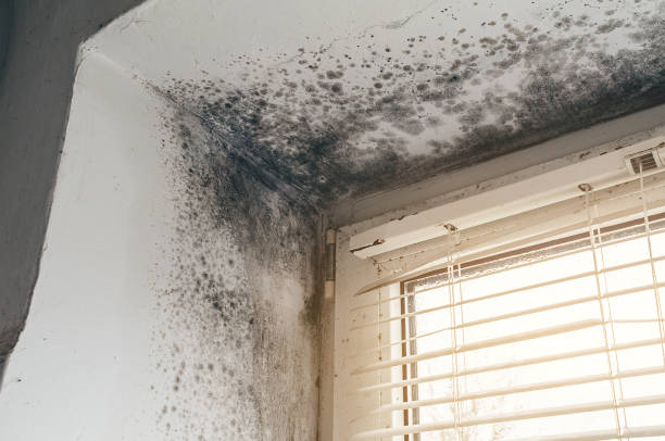 Affordable Basement Mold Remediation solutions in Georgetown, CO