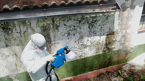 Top rated local Basement Mold Remediation specialists in Georgetown, CO